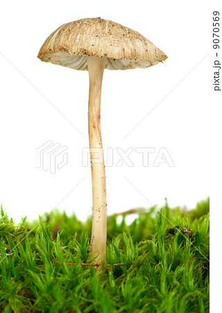 Poisonous agaric (Mycena cinerella) on the green moss 9070569