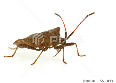 Stinkbug (Picromerus Bidens) 9071044