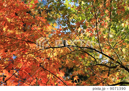 モミジの紅葉とシジュウガラ 9071390