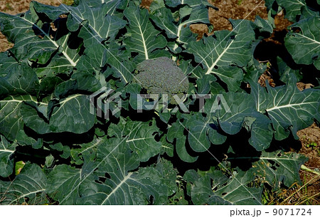 ブロッコリーの成長 ブロッコリーの成長 9071724