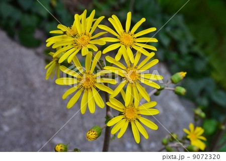 ツワブキの花 ツワブキの花 9072320