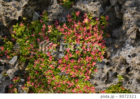 イソフサギ イソフサギ 9072321