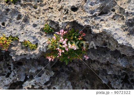 イソマツ イソマツ 9072322