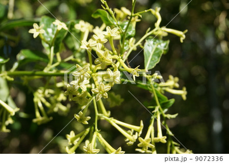 夜香樹 夜香樹 9072336