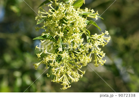 夜香樹 夜香樹 9072338