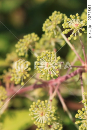 ウドの花の蕾 9072365