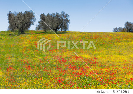 Cereal and poppies meadow in sunny day Cereal and poppies meadow in sunny day 9073067