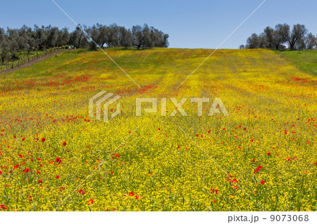 Cereal and poppies meadow in sunny day 9073068