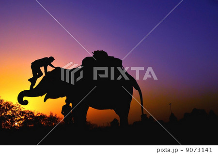 Elephants on sunset Elephants on sunset 9073141