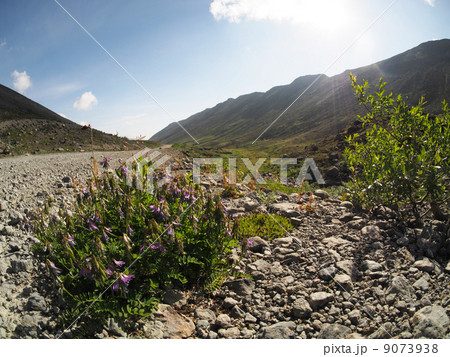 plants in the mountains 9073938