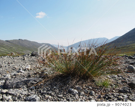 plants in the mountains 9074023