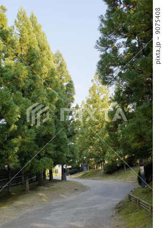 杉並木 杉並木 9075408