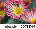 菊と蜂 9075546