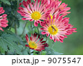 菊と蜂 9075547
