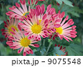 菊 9075548