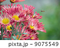 菊と蜂 9075549
