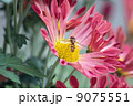 菊と蜂 9075551