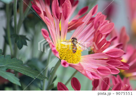 菊と蜂 菊と蜂 9075551