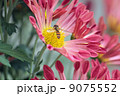 菊と蜂 9075552