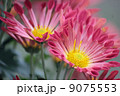 菊 9075553
