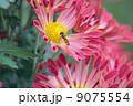 菊と蜂 9075554