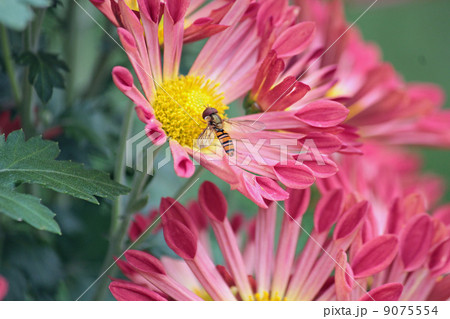菊と蜂 9075554