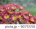 菊 9075556