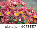 菊 9075557
