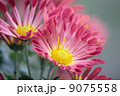 菊 9075558