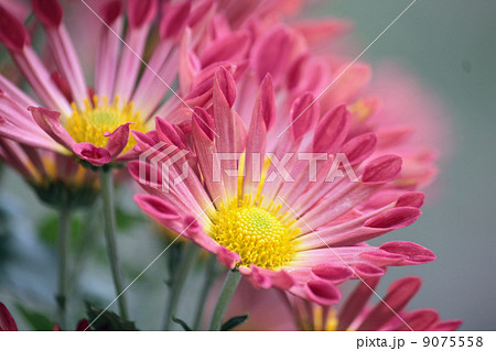 菊 9075558