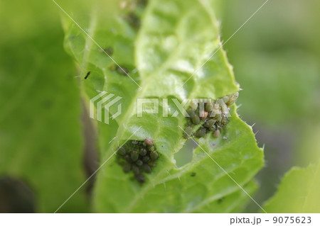 ニセダイコンアブラムシ０３ 9075623