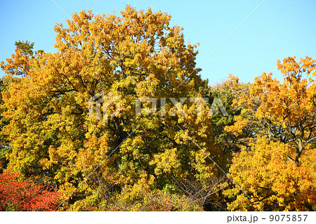 クヌギの紅葉 9075857
