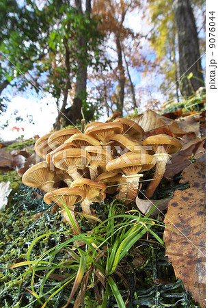 ナラタケ 9076044