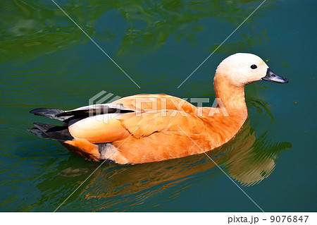 Ruddy Shelduck 9076847