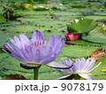 ハスの花 9078179