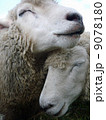 笑い合う羊 9078180
