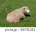 日なたぼっこをする羊 9078181