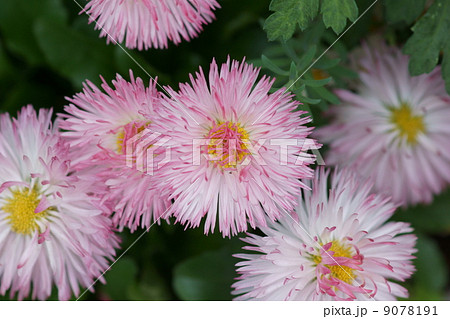 雛菊　チロリアンデージーとも呼ばれます。 9078191