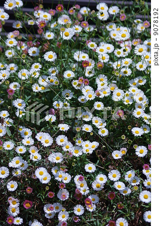 雛菊　イングリッシュデージーと申します。小さいです。 9078192