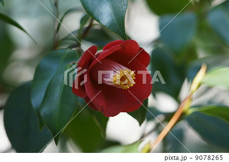 椿　黒侘助クロワビスケと申します。 9078265