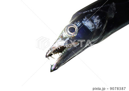 太刀魚の顔 9078387