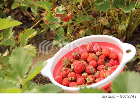 いちご摘み いちご摘み 9078743