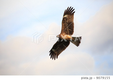 舞い上がる トンビ 9079155