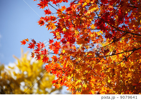 あざやかな紅葉 9079641