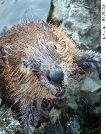 ビーバー 9079652