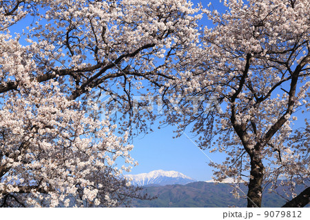 仙丈ヶ岳と桜 9079812