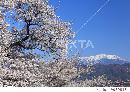 仙丈ヶ岳と桜 9079813