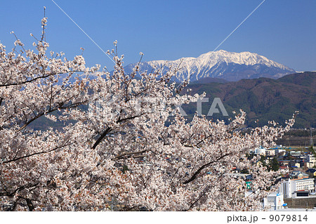 仙丈ヶ岳と桜 9079814