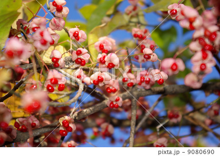 マユミの実 9080690