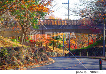 歩道橋のある道路と紅葉 9080693